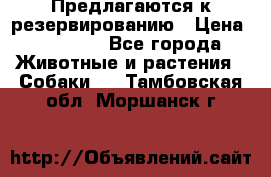 Предлагаются к резервированию › Цена ­ 16 000 - Все города Животные и растения » Собаки   . Тамбовская обл.,Моршанск г.